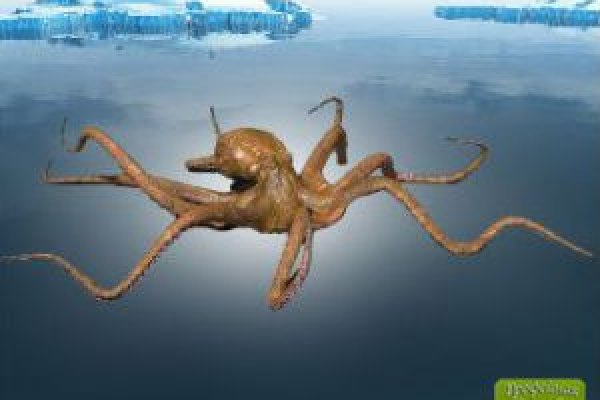 Kraken zerkalo официальный сайт