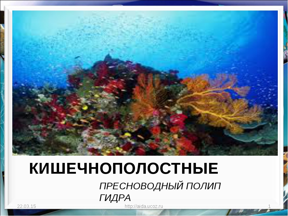 Kra37.at